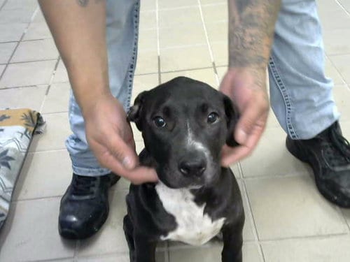 Photo of Bonnie, adoptable American Pit Bull Terrier in Albuquerque, New Mexico