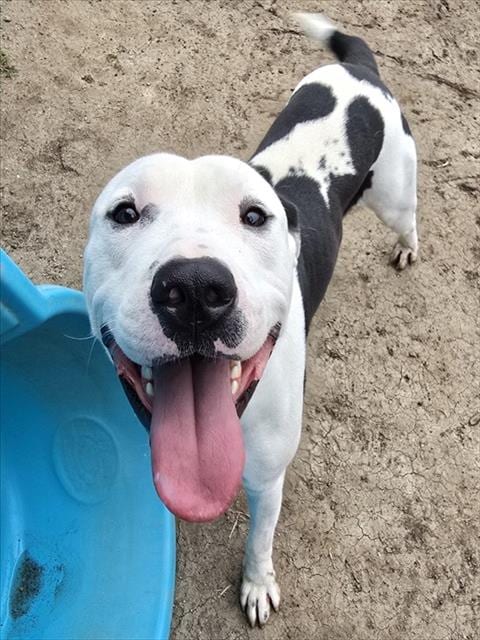 Photo of Chance, adoptable Pit Bull Terrier in Riverside, California