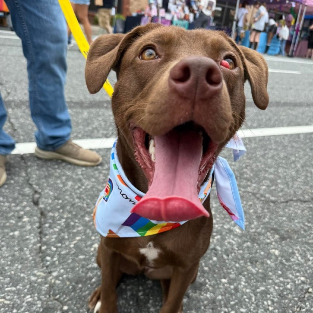 Photo of Phoenix, adoptable Retriever / Mixed Breed (Medium) in Greensboro, North Carolina