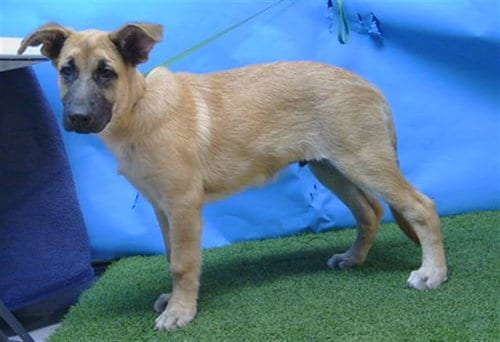 Photo of A5799529, adoptable German Shepherd Dog in Gardena, California