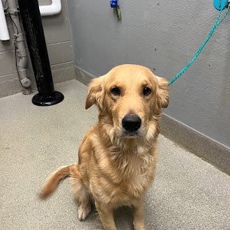 Photo of Canelo, adoptable Golden Retriever in Las Vegas, Nevada