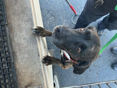 Photo of Talina, adoptable Pit Bull Terrier in Oklahoma City, Oklahoma