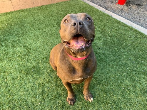 Photo of Kimmy, adoptable Pit Bull Terrier in Chula Vista, California