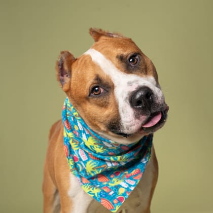 Photo of Peetah, adoptable dog in Atlanta, Georgia