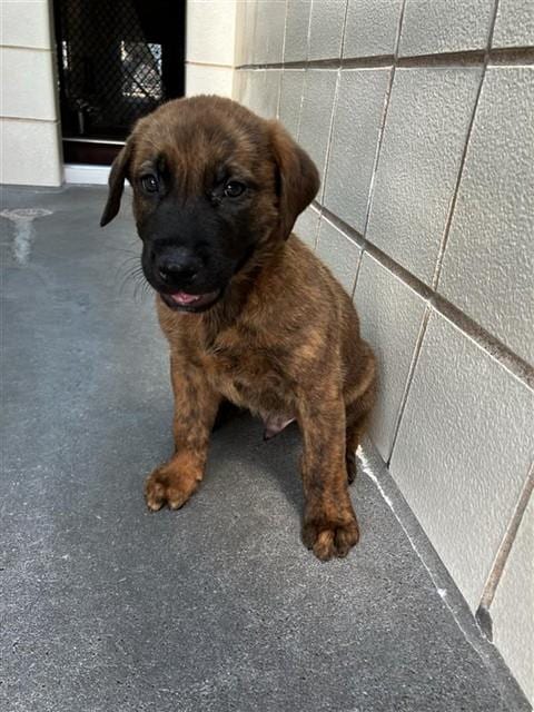 Photo of Churro, adoptable Dutch Shepherd in Corpus Christi, Texas