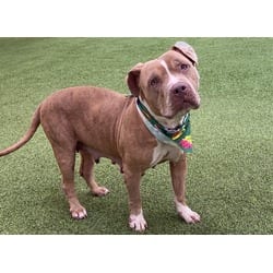 Photo of Ajah, adoptable American Pit Bull Terrier in Ft Lauderdale, Florida