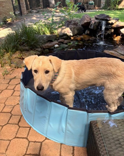 Photo of Jade, adoptable Great Pyrenees in Dallas, Texas