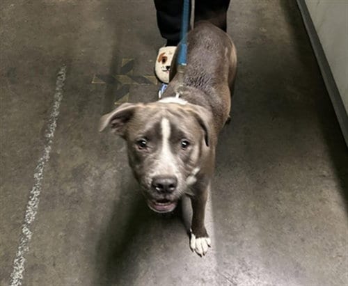 Photo of Peta, adoptable Pit Bull Terrier in Los Angeles, California