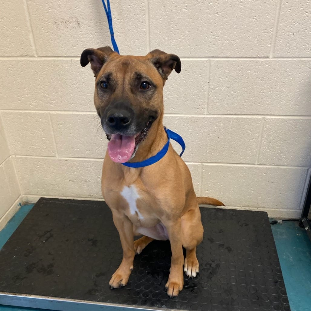 Photo of Naomi, adoptable Mixed Breed (Medium)