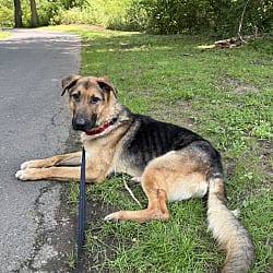Photo of Duke, adoptable German Shepherd Dog in Scotch Plains, New Jersey
