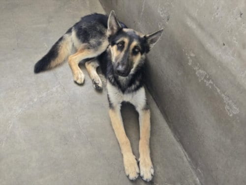 Photo of Marvin, adoptable German Shepherd Dog in Van Nuys, California