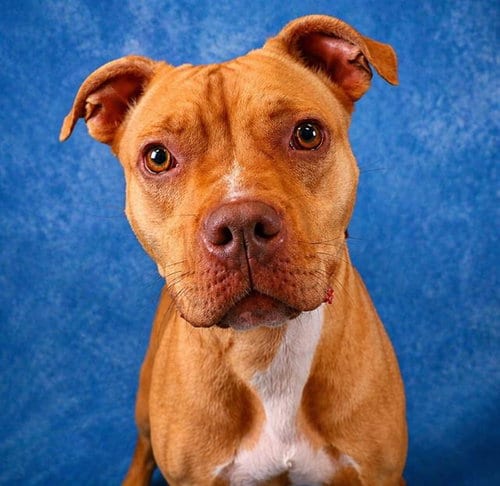 Photo of Toastie, adoptable Pit Bull Terrier in Pearland, Texas