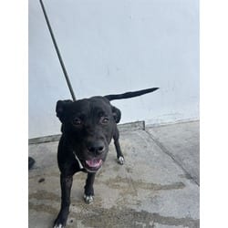 Photo of Alahia, adoptable Terrier (Unknown Type, Medium) in Doral, Florida