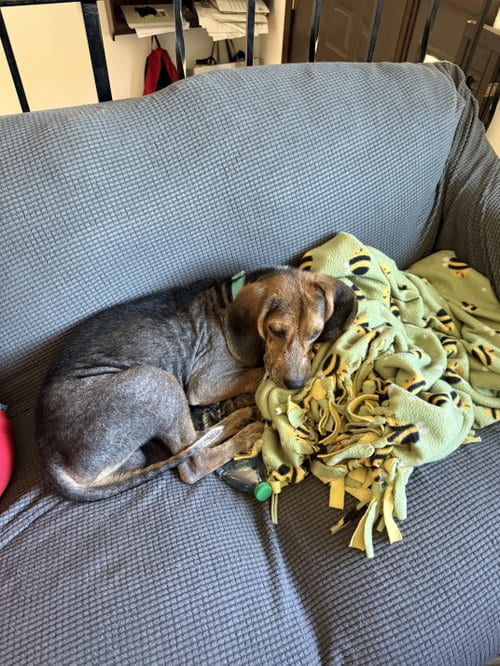 Photo of Jackpot, adoptable Beagle in Brooklyn Center, Minnesota