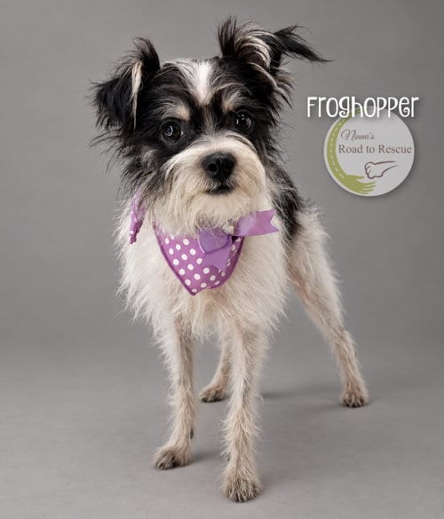 Photo of Froghopper, adoptable Yorkshire Terrier Yorkie in Benton, Louisiana