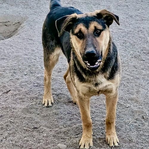 Photo of Brady, adoptable Shepherd in Yreka, California