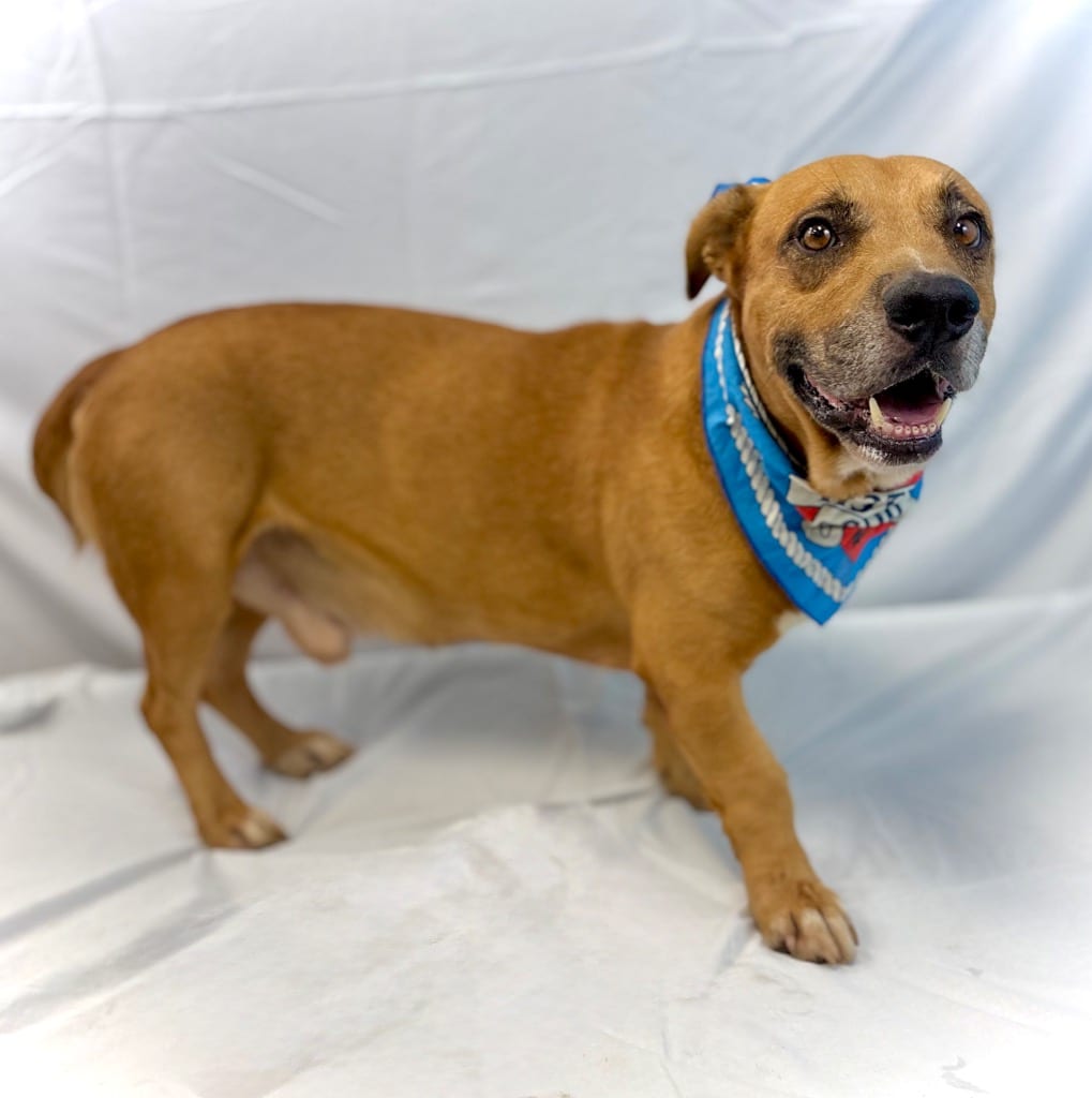 Photo of Buddy, adoptable Black Mouth Cur in Nacogdoches, Texas