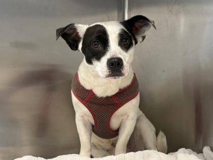 Photo of Casio, adoptable dog in Georgetown, Texas