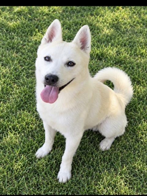 Photo of Cyrus, adoptable Siberian Husky in San Pedro, California