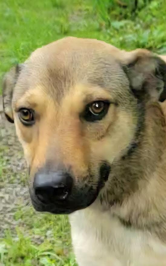Photo of Hugh, adoptable German Shepherd Dog in Crossville, Tennessee