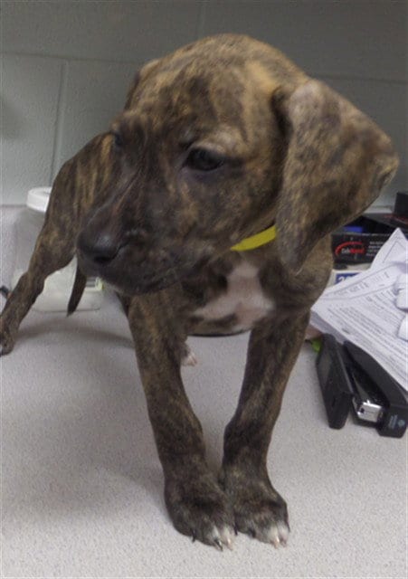 Photo of Burgh, adoptable Pit Bull Terrier in Augusta, Georgia
