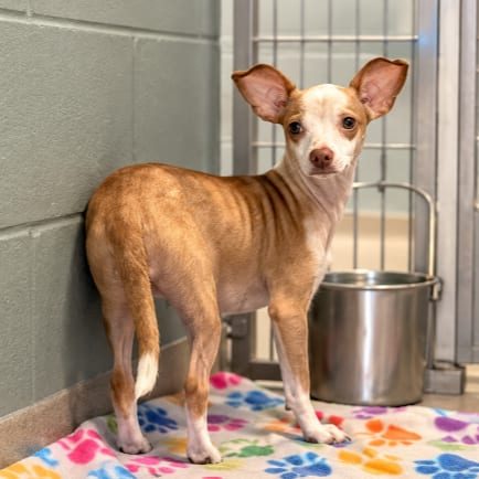 Photo of Royal Flush, adoptable Chihuahua / Mixed Breed (Small) in Buffalo, Minnesota