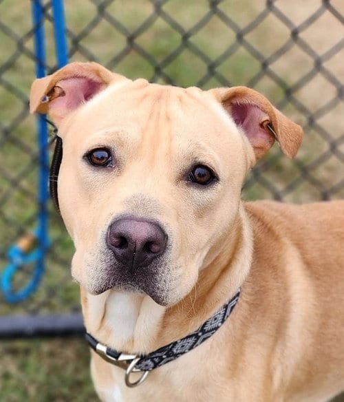Photo of Marley Mo, adoptable Labrador Retriever in Evansville, Indiana