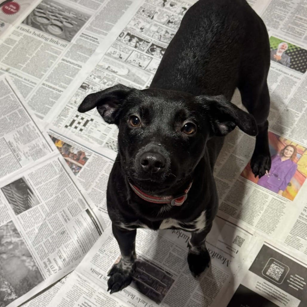 Photo of Thelma, adoptable Mixed Breed (Medium) in DeKalb, Illinois