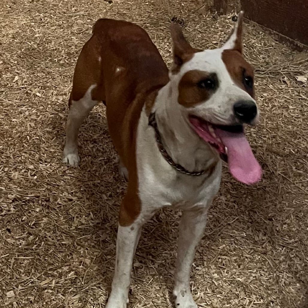 Photo of Shaq, adoptable Mixed Breed (Medium)