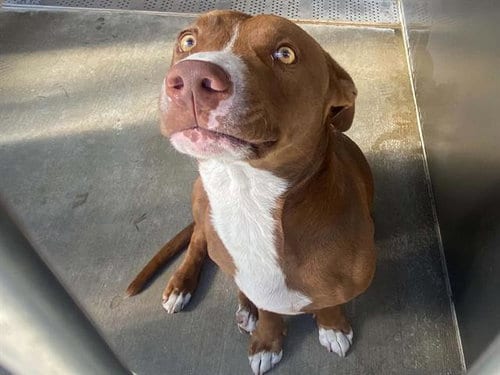 Photo of Takoyaki, adoptable Staffordshire Bull Terrier in Orange, California