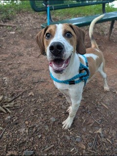 Photo of Tucker, adoptable Treeing Walker Coonhound in Clyde, North Carolina
