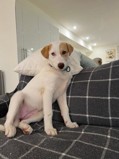 Photo of Astrid, adoptable Great Pyrenees in Yardley, Pennsylvania