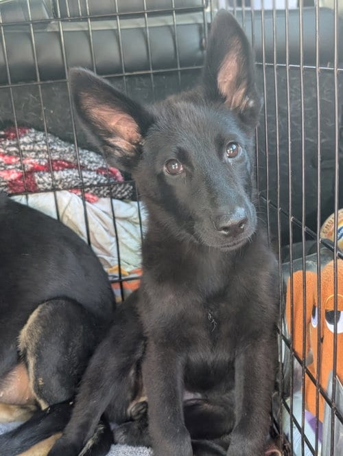 Photo of Lupa, adoptable German Shepherd Dog in Holly Springs, North Carolina