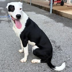 Photo of Kevin Jonas, adoptable Mixed Breed (Small) in Ringgold, Georgia