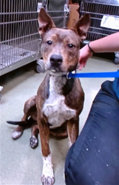 Photo of Senior Mastiff, adoptable Mastiff in Devore, California