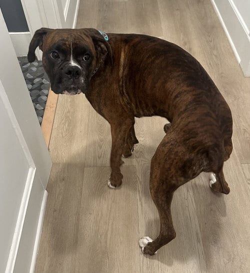 Photo of Dinger, adoptable Boxer in Austin, Texas
