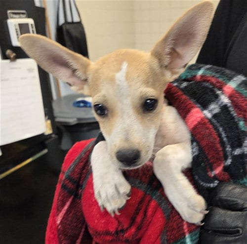 Photo of Durango, adoptable Chihuahua in Phoenix, Arizona