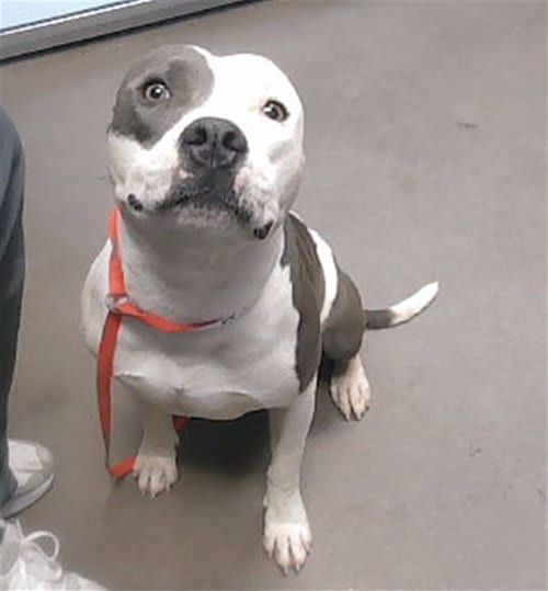 Photo of Caspian, adoptable American Pit Bull Terrier in Phoenix, Arizona
