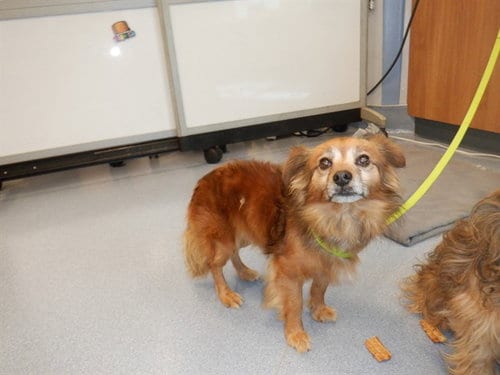 Photo of Kai, adoptable Chihuahua in San Jose, California