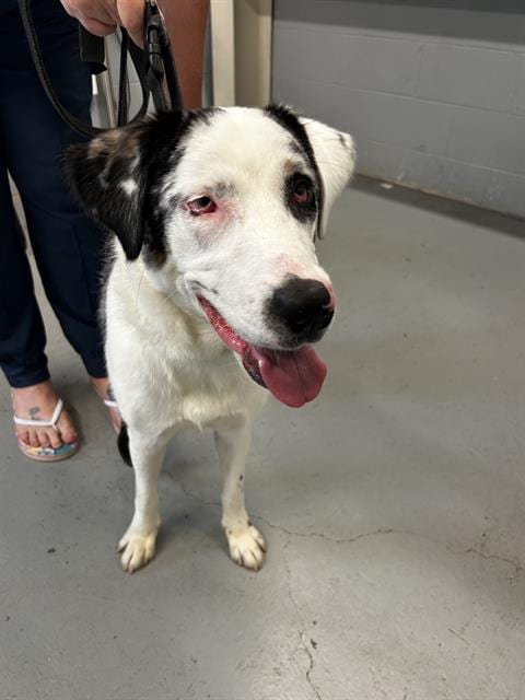 Photo of Aruba, adoptable Australian Cattle Dog/Blue Heeler in Waco, Texas