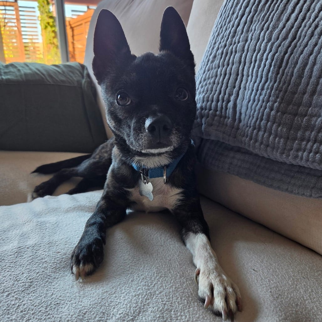 Photo of Bonchon, adoptable Mixed Breed (Small) in Skokie, Illinois