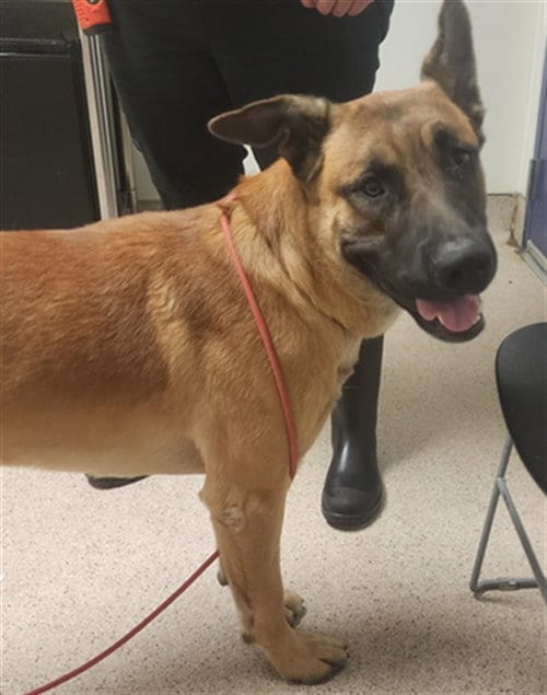 Photo of Max, adoptable Belgian Shepherd Malinois in Bakersfield, California