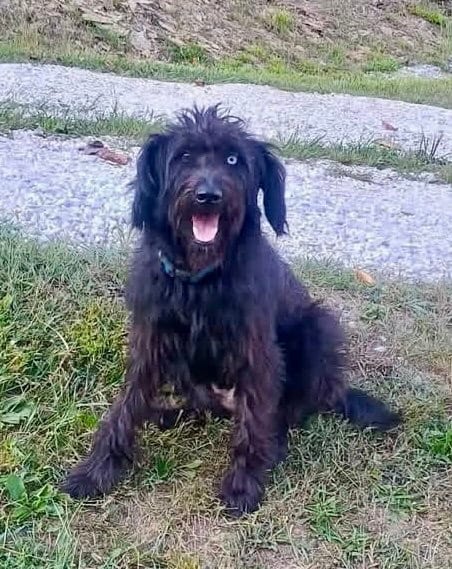 Photo of Syrup, adoptable Australian Shepherd in Hillside, Illinois