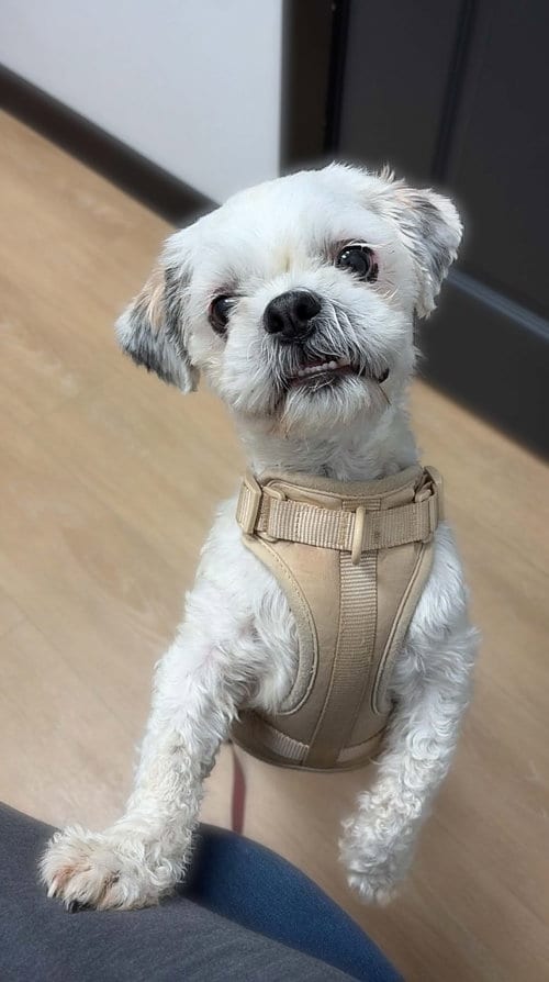 Photo of Theo, adoptable Shih Tzu in Morganville, New Jersey