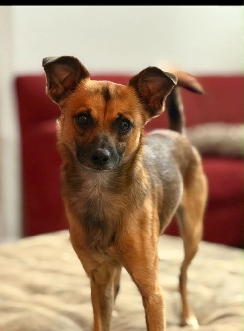 Photo of Mr Wilson, adoptable Chihuahua in Holly Springs, North Carolina