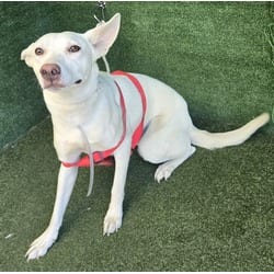 Photo of Bunny, adoptable Husky in Lancaster, California