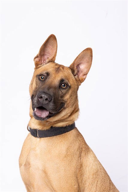 Photo of Ceviche, adoptable Belgian Shepherd Malinois in Miami, Florida