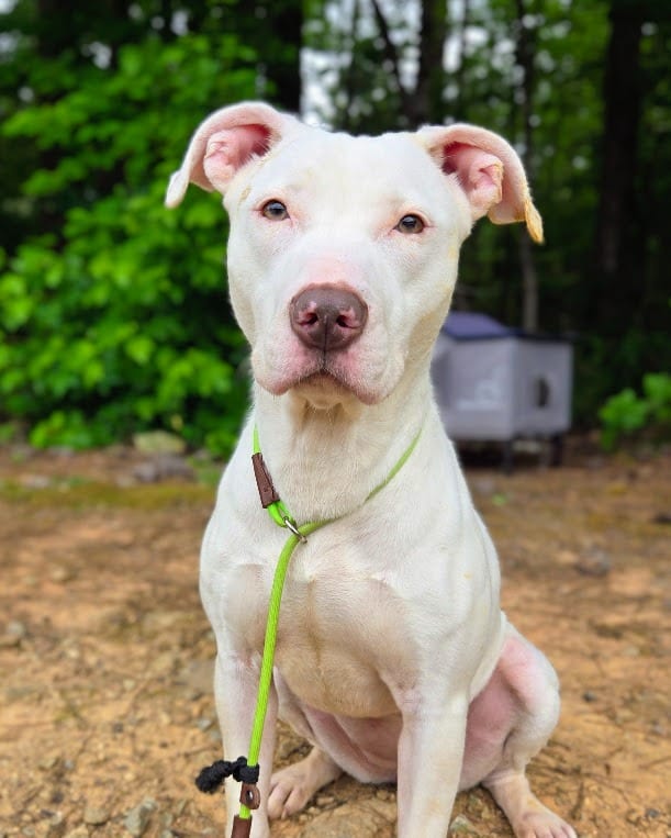 Photo of Lady Crane, adoptable Mixed Breed in Douglasville, Georgia