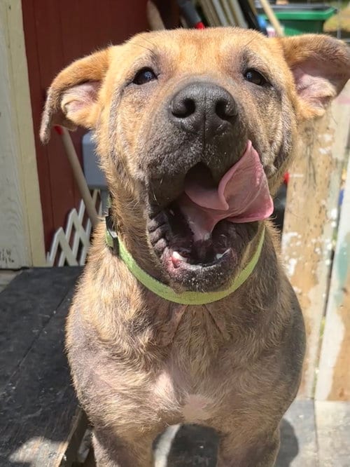 Photo of Pongo, adoptable Labrador Retriever in The Woodlands, Texas