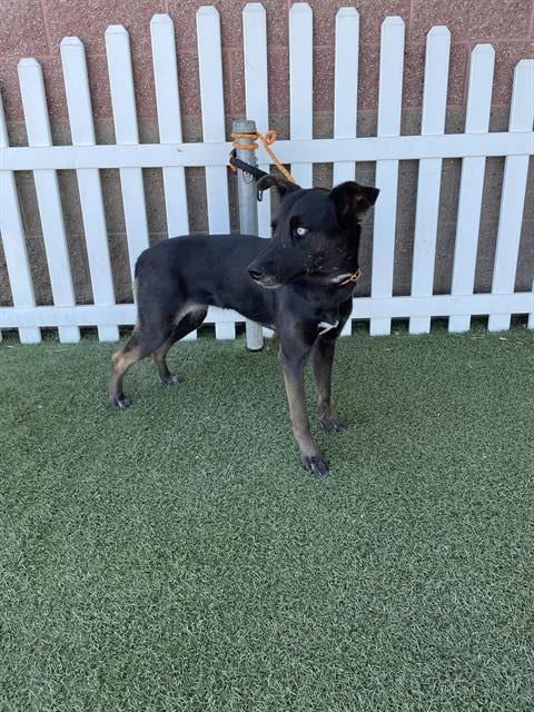 Photo of Unique, adoptable Border Collie in Modesto, California
